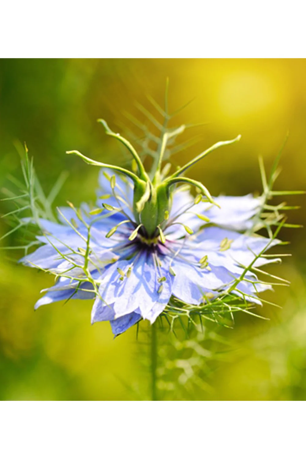 Miel de Nigelle d’Égypte - Nectar Antik - Image 3